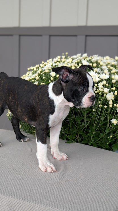 BOSTON TERRIER (JUL 11) 4 FEMALES/4 MALES