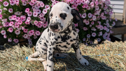 DALMATIAN (JUN 29) FEMALES