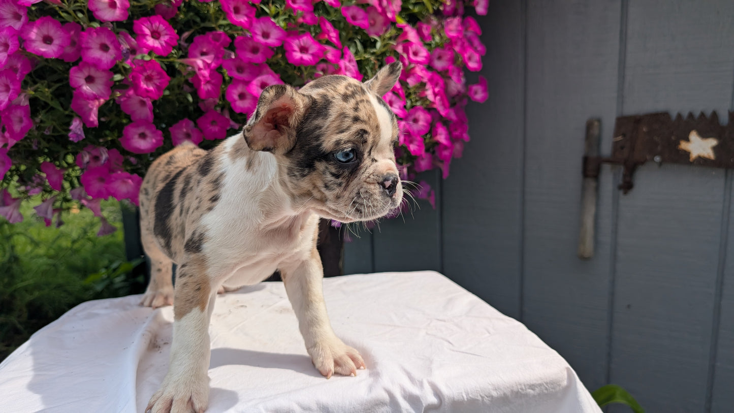 FRENCHTON (06/25) MALE