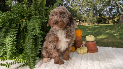 MINI BERNEDOODLE (07/25) FEMALE