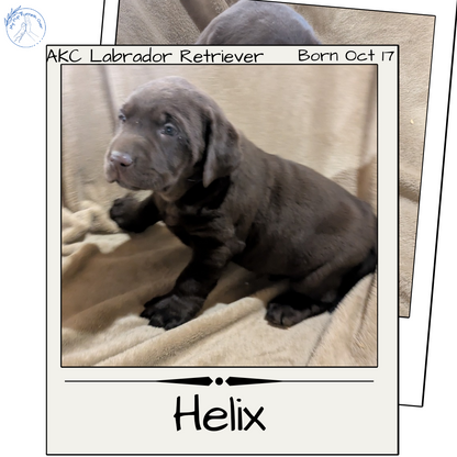 LABRADOR RETRIEVER (10/17) MALE