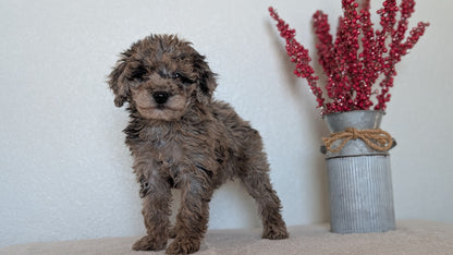 MINI BERNEDOODLE (OCT 15) FEMALES