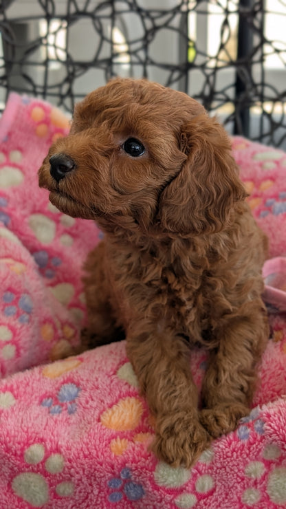 TOY POODLE (JUN 22) MALES