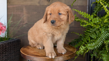 GOLDEN RETRIEVER (MAR 27) MALES