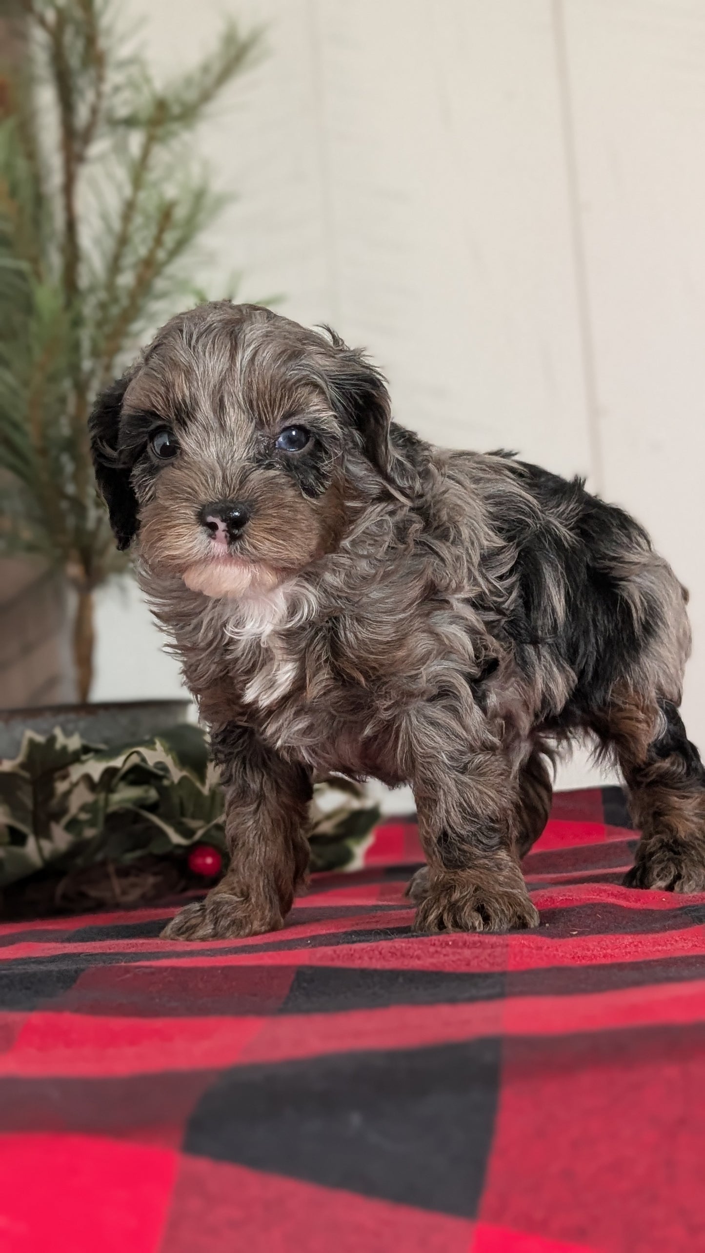 COCKAPOO (NOV 07) MALES
