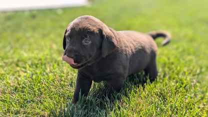 LABRADOR RETRIEVER (08/01) FEMALE