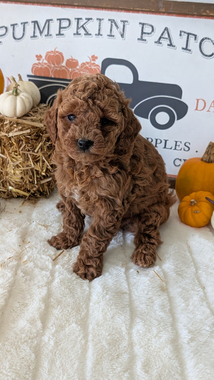 MINI GOLDENDOODLE (09/21) FEMALE