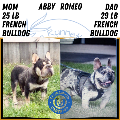 FRENCH BULLDOG (JAN 09) FEMALES
