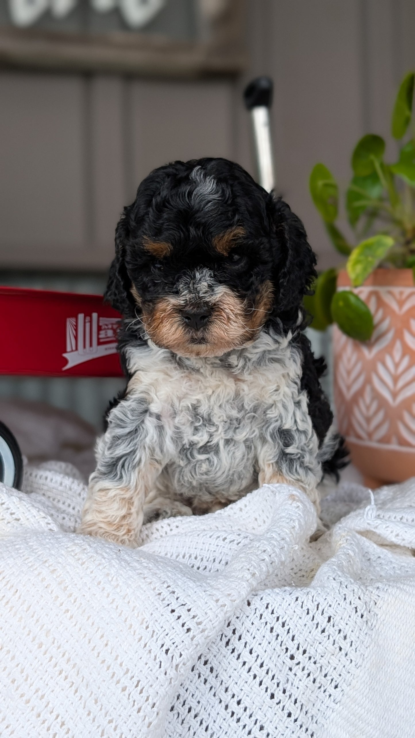 COCKAPOO (MAY 10) MALES
