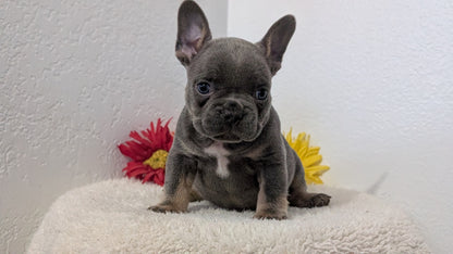 FRENCH BULLDOG (FEB 21) MALES