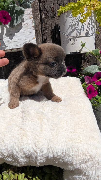 FRENCH BULLDOG (05/07) MALE
