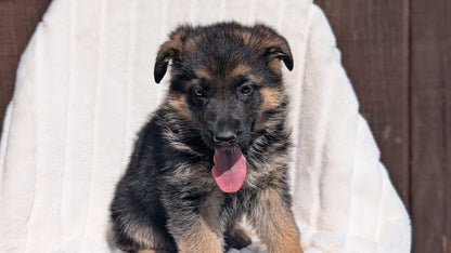 GERMAN SHEPHERD (MAR 28) FEMALE