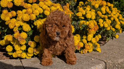 COCKAPOO (08/03) FEMALE