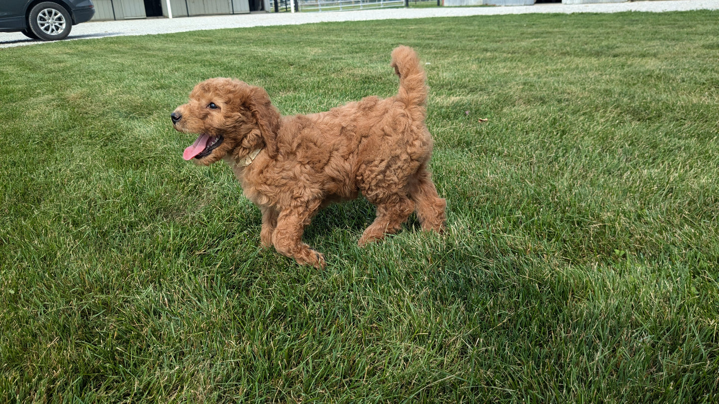 IRISH DOODLE (07/06) FEMALE