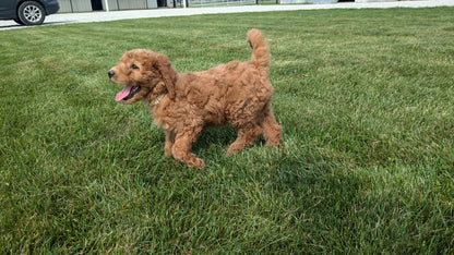 IRISH DOODLE (07/06) FEMALE