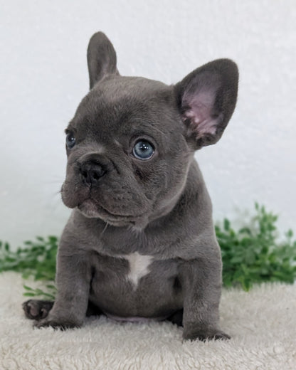 FRENCH BULLDOG (FEB 16) MALE