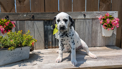 DALMATIAN (06/09) FEMALE