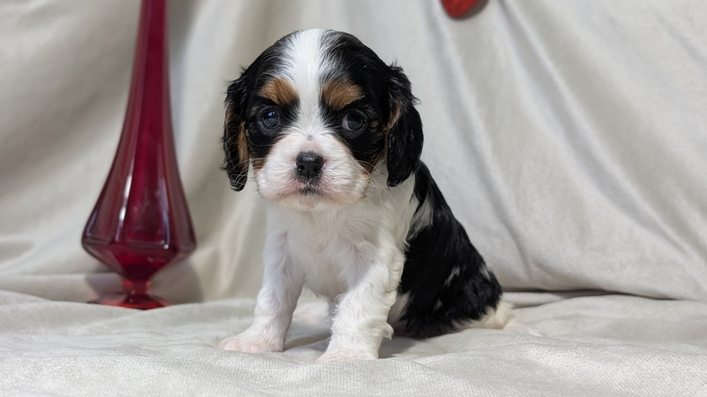 CAVALIER (DEC 03) FEMALES