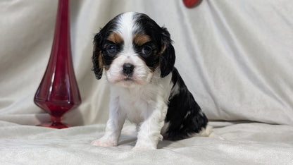 CAVALIER (DEC 03) FEMALES