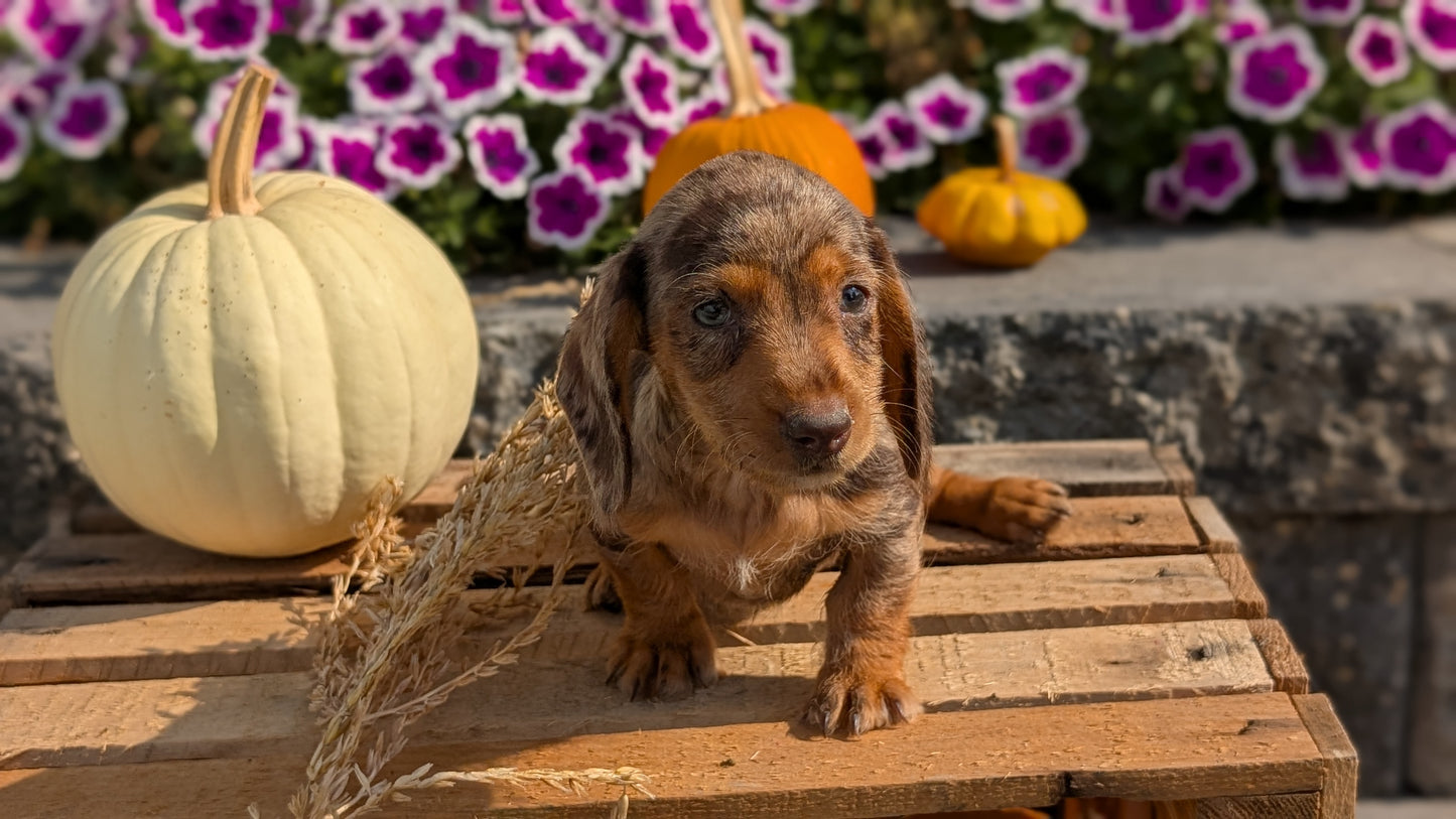 MINI DACHSHUND (08/19) FEMALE