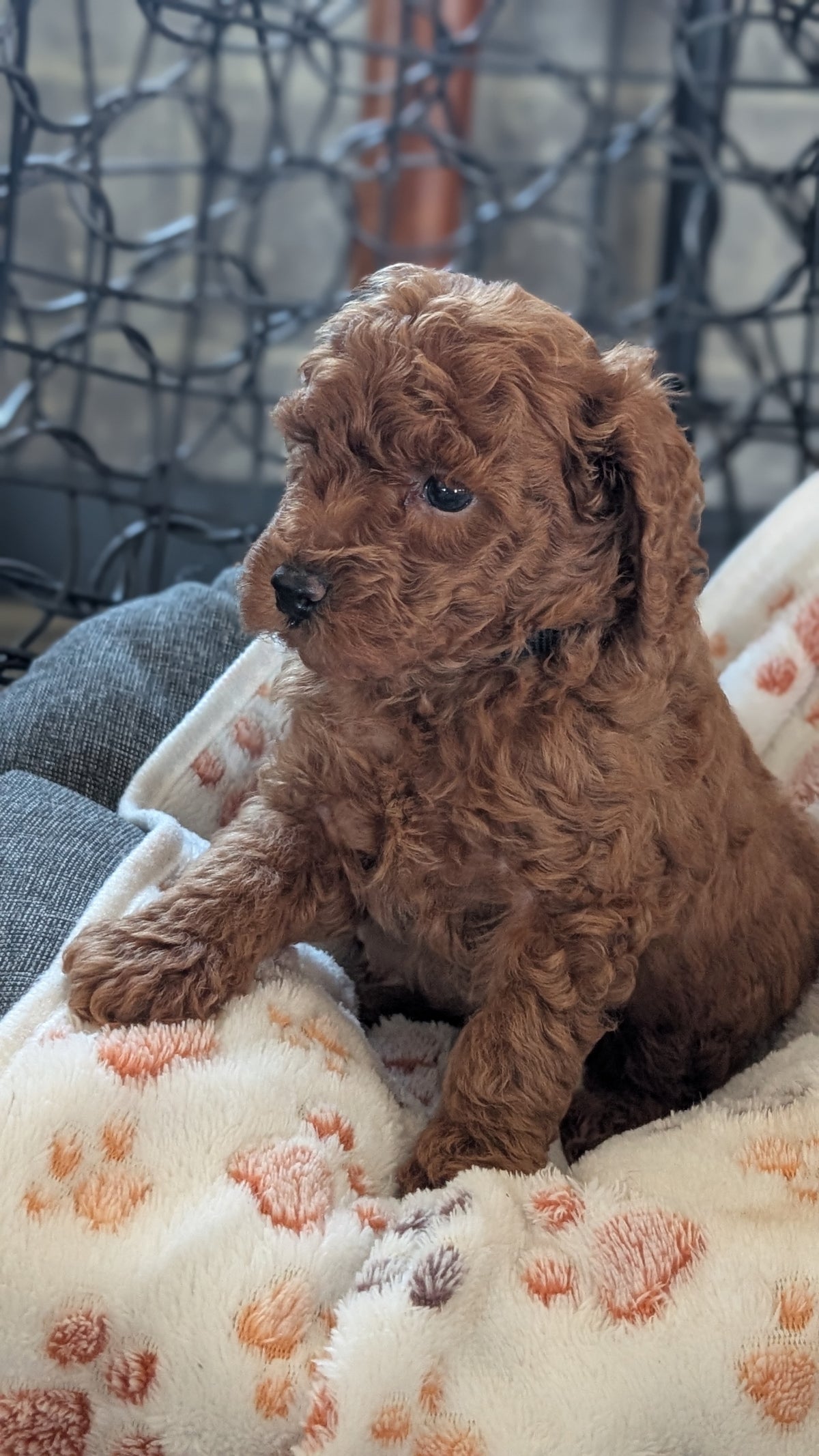 TOY POODLE (SEP 10) 4 MALES/2 FEMALES