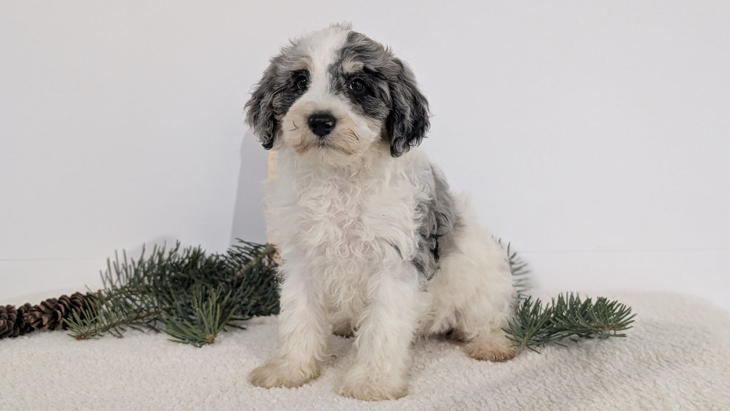 SCHNOODLE (09/20) FEMALE