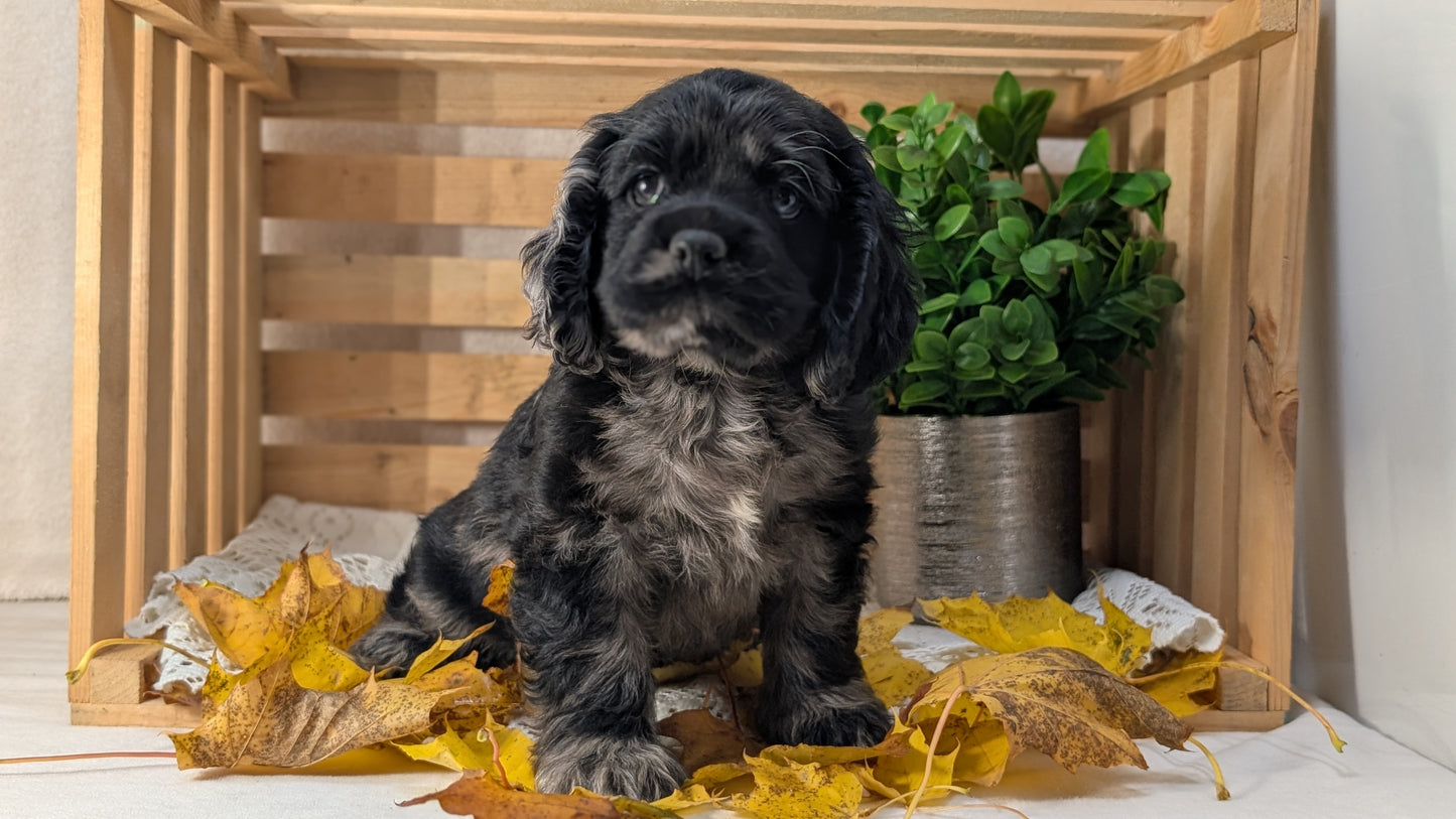 COCKER SPANIEL (09/20) FEMALE