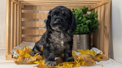COCKER SPANIEL (09/20) FEMALE