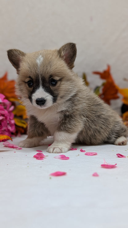 CORGI (09/17) MALE