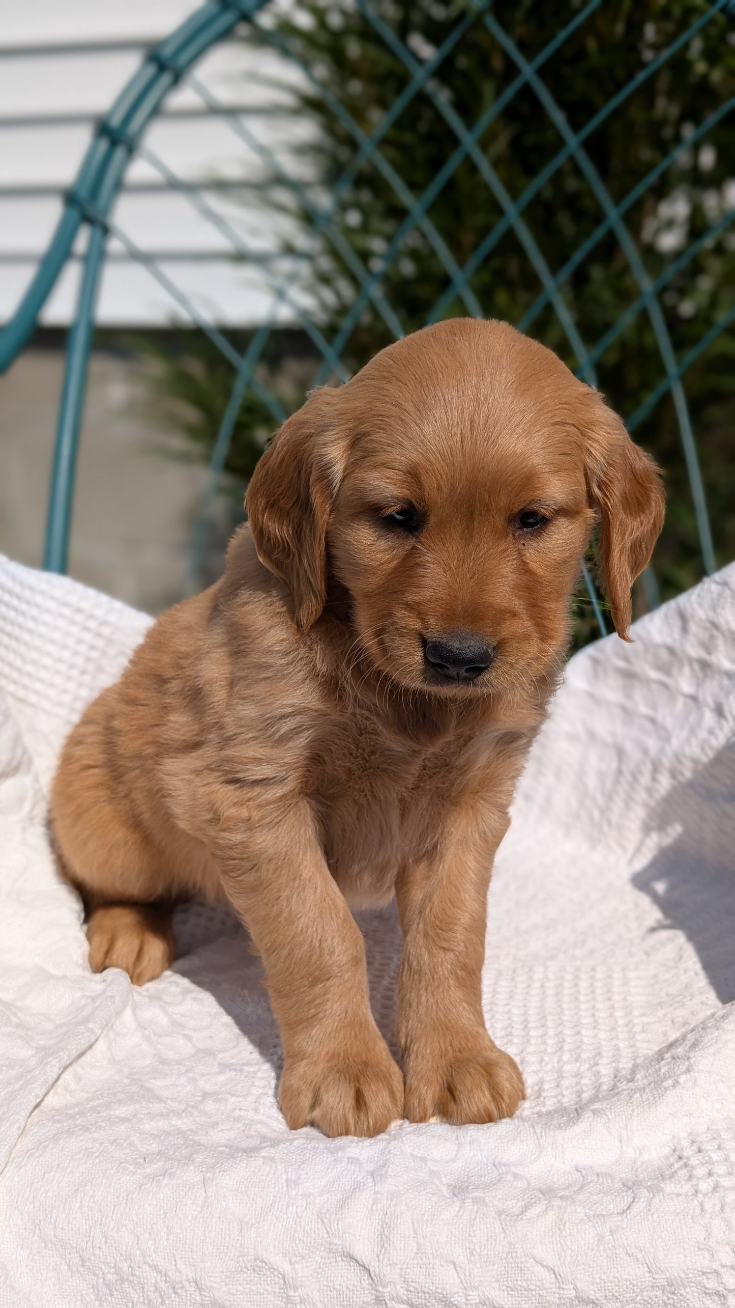 GOLDEN RETRIEVER (07/24) FEMALE