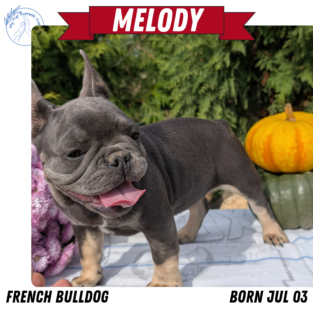 FRENCH BULLDOG (07/03) FEMALE