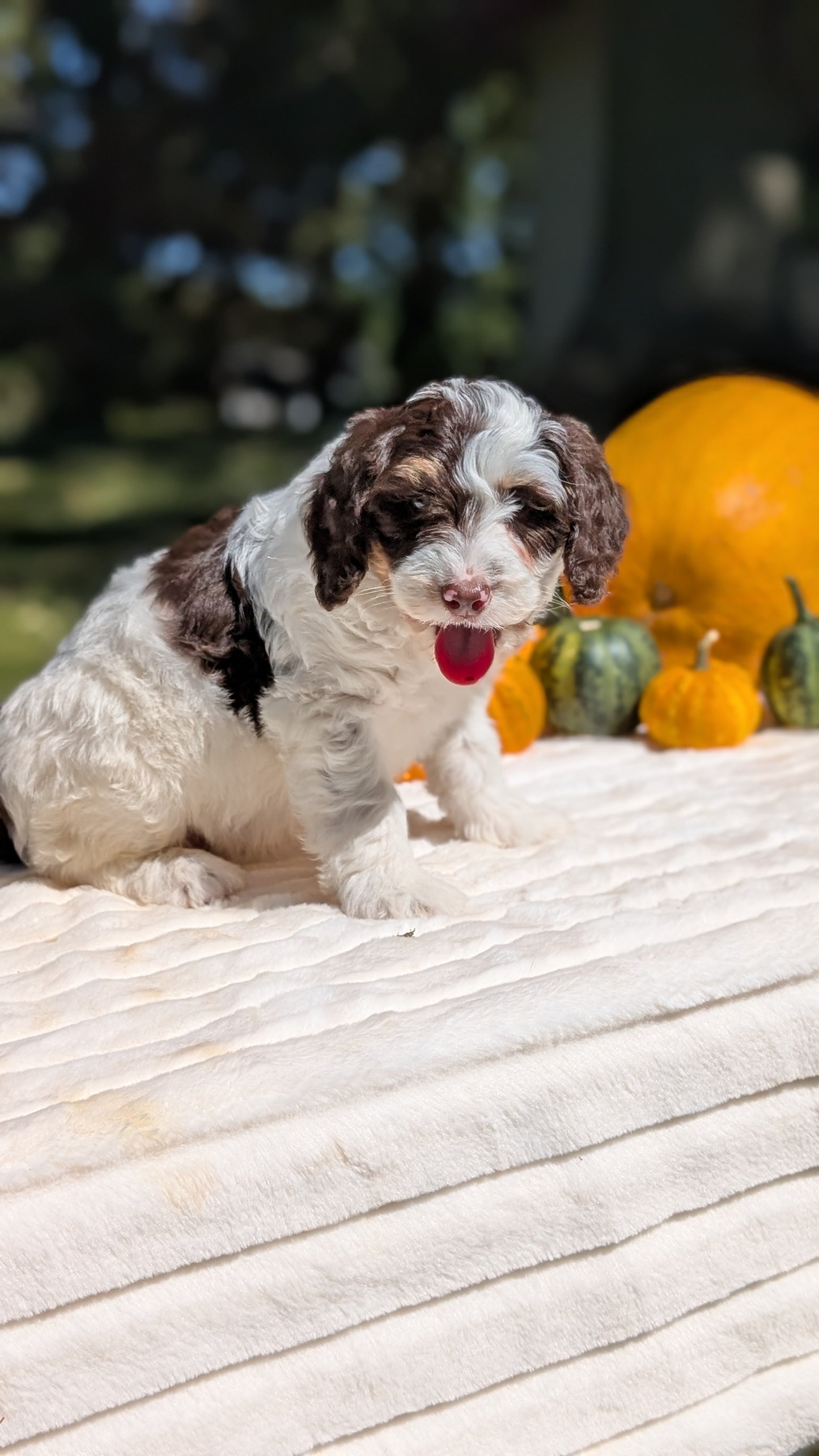 MINI BERNEDOODLE (07/25) MALE