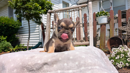FRENCH BULLDOG (05/16) FEMALE