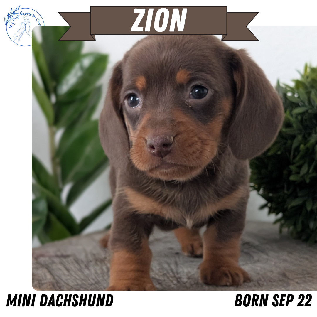 MINI DACHSHUND (09/22) MALE