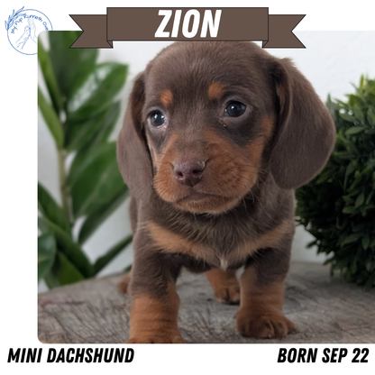 MINI DACHSHUND (09/22) MALE