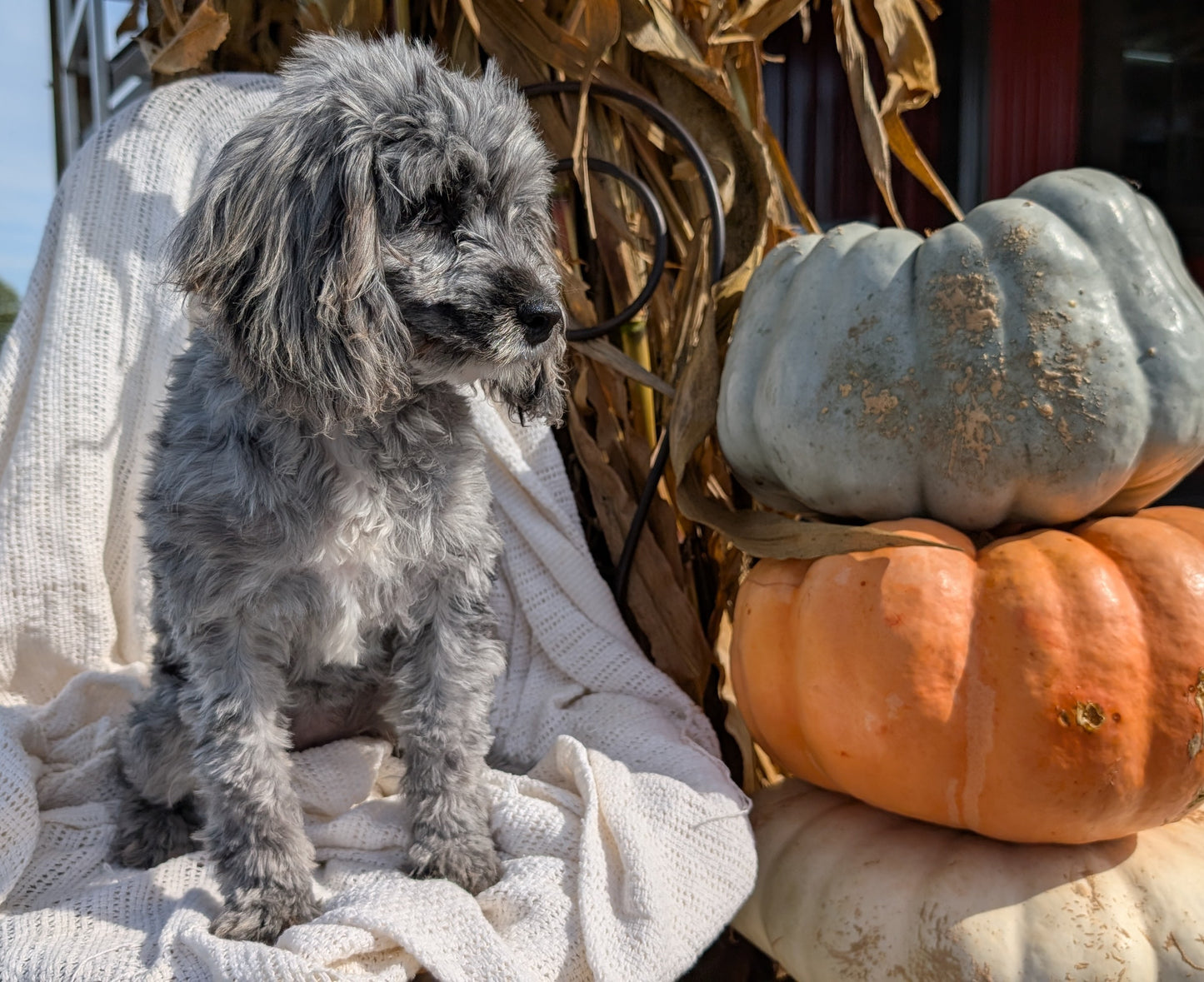 COCKAPOO (05/02) FEMALE