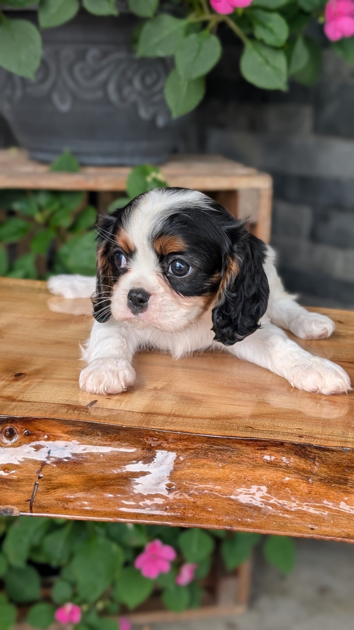 CAVALIER (JUL 29) 3 FEMALES