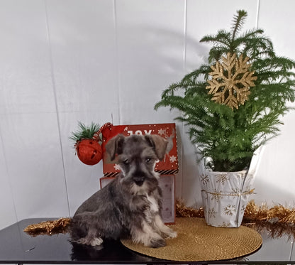 MINI SCHNAUZER (10/03) MALE