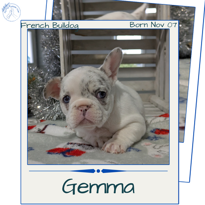 FRENCH BULLDOG (11/07) FEMALE
