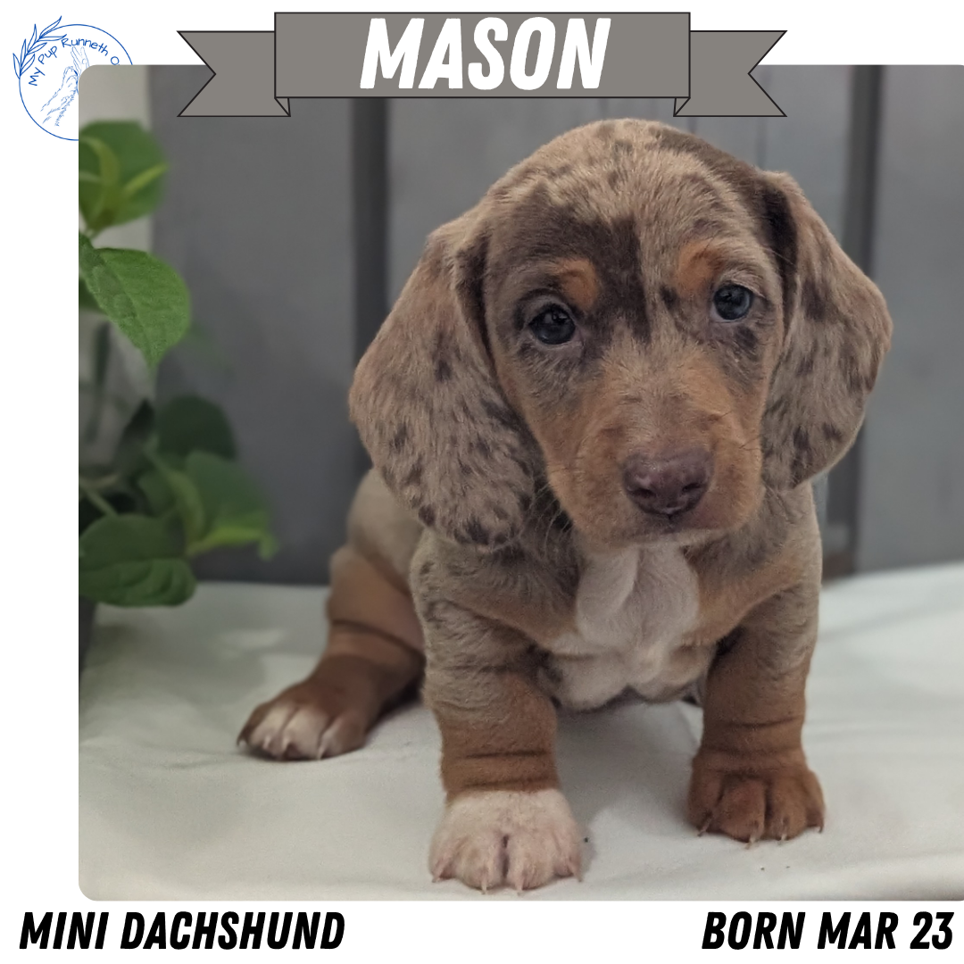MINI DACHSHUND (MAR 23) MALES