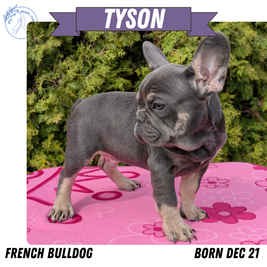 FRENCH BULLDOG (12/21) MALE