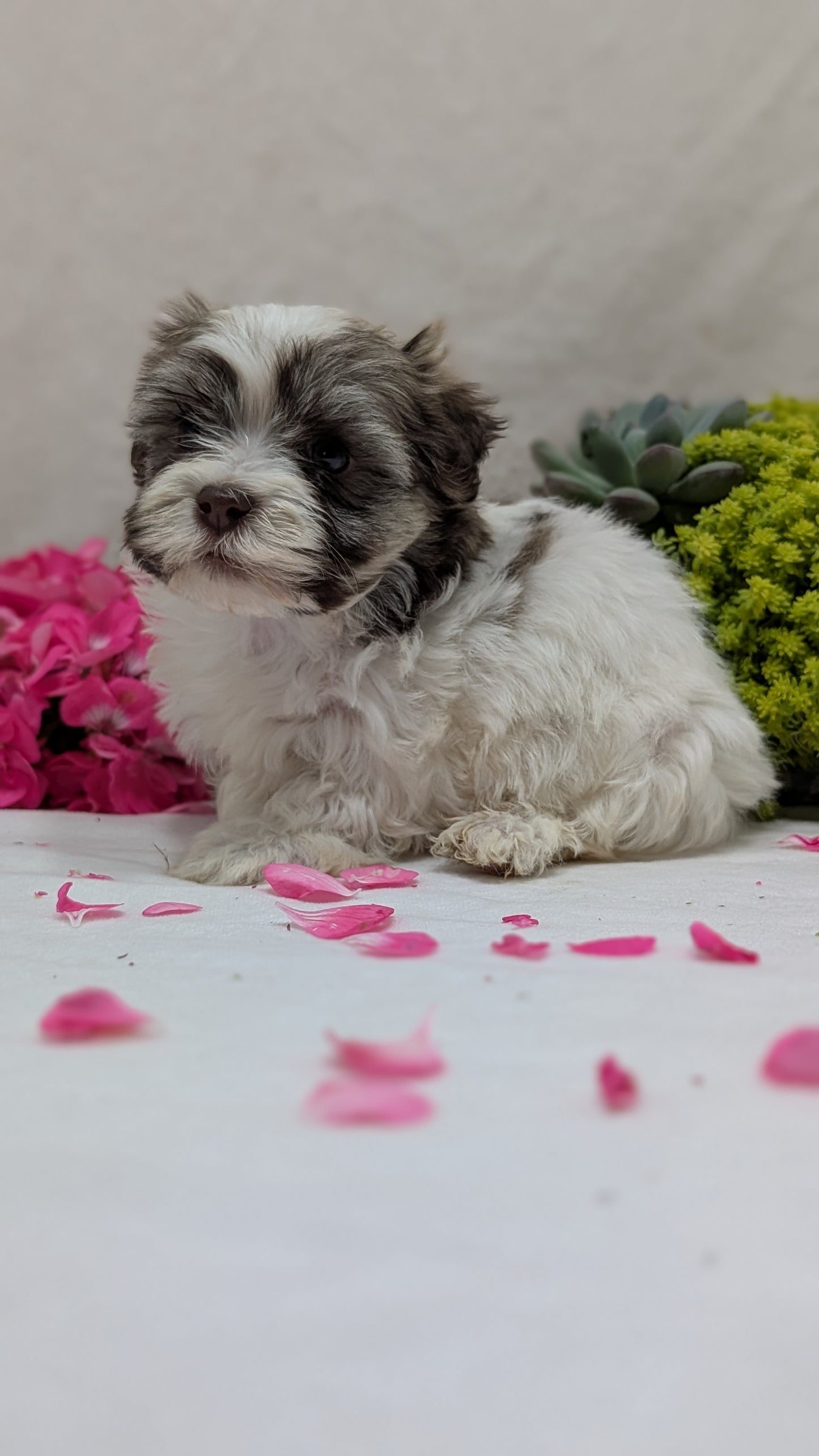 HAVANESE (09/13) MALE
