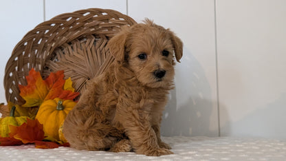 SCHNOODLE (SEP 03) 4 FEMALES/3 MALES