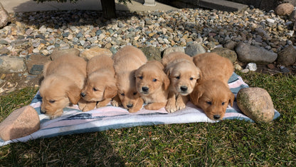 GOLDEN RETRIEVER (02/01) FEMALE