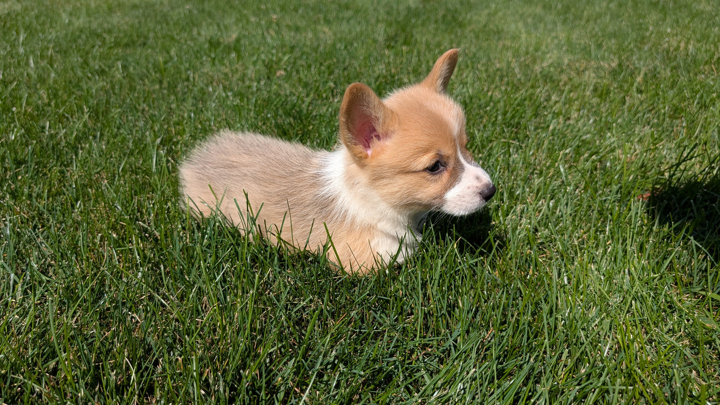 CORGI (07/10) MALE