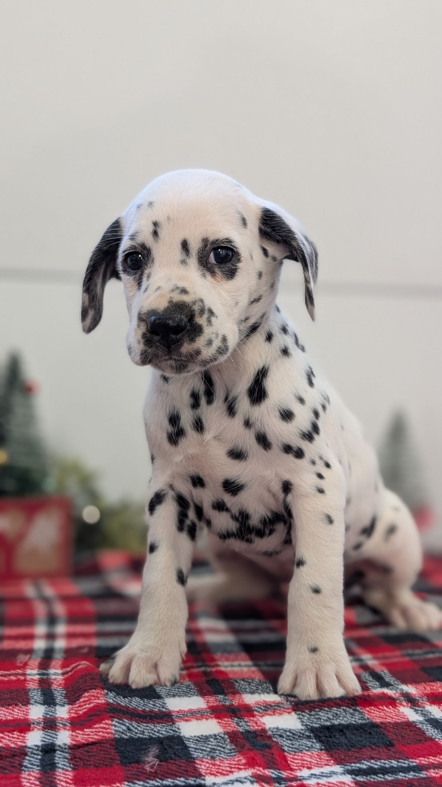 DALMATIAN (OCT 26) FEMALES