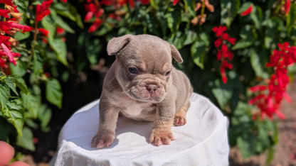 FRENCH BULLDOG (06/27) MALE
