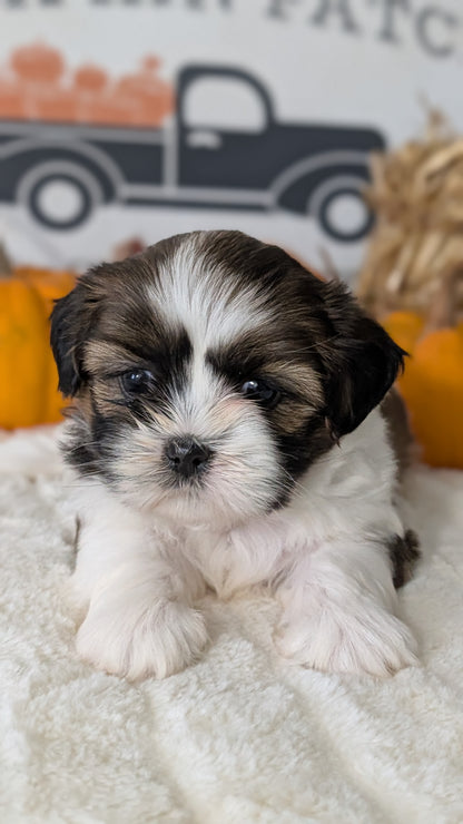 SHIH TZU (AUG 17) 2 FEMALES/3 MALES