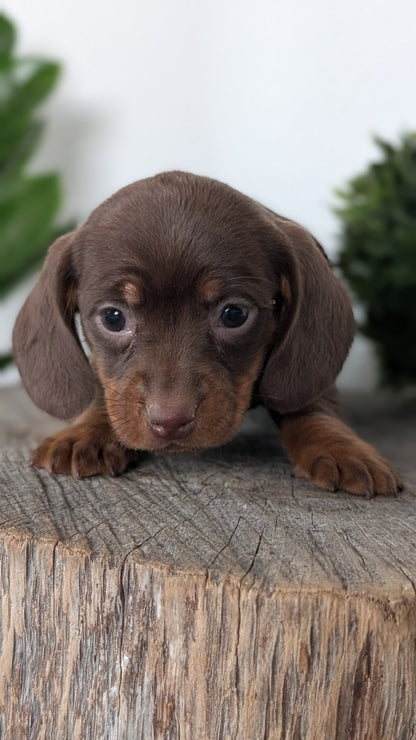 MINI DACHSHUND (09/22) FEMALE