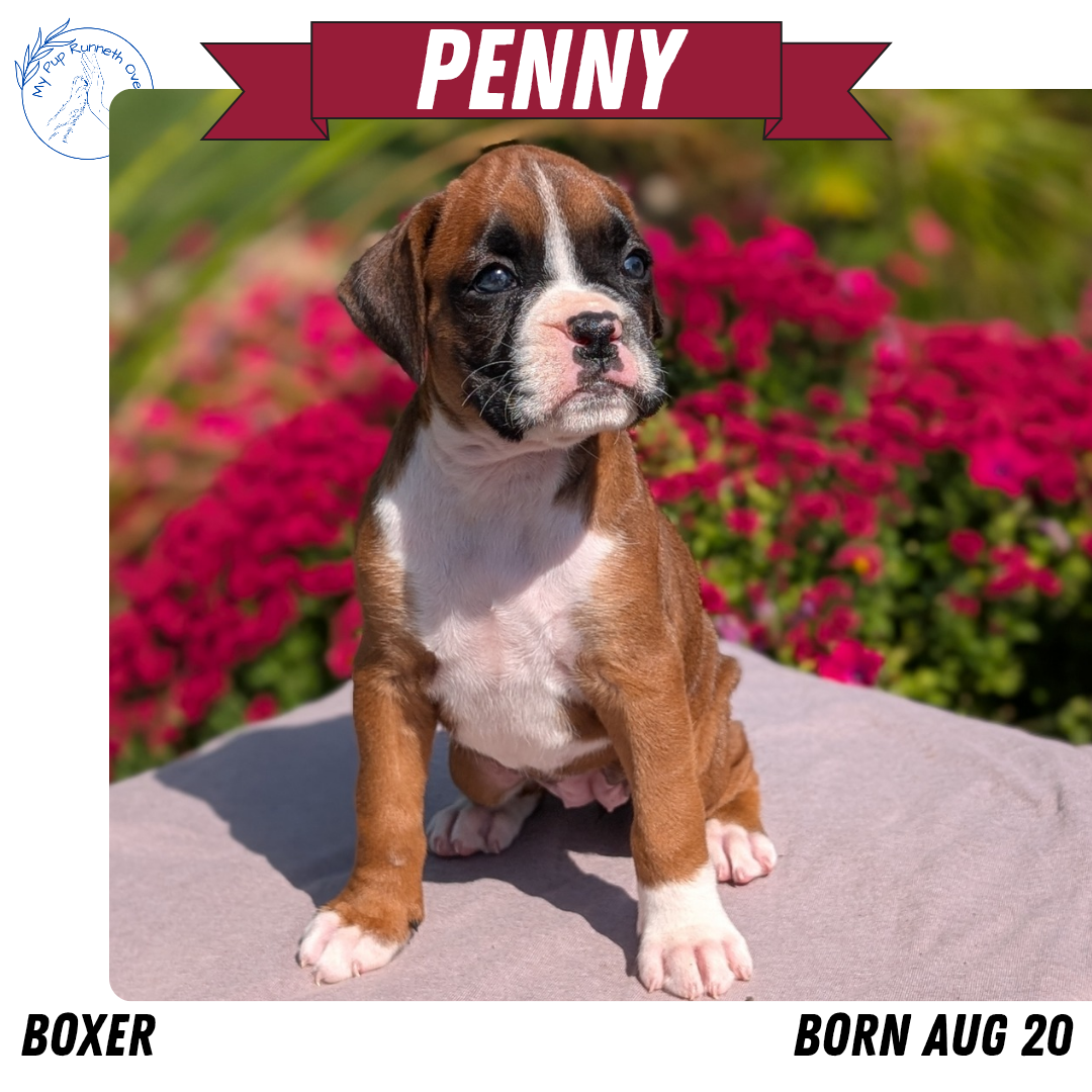 BOXER (08/20) FEMALE